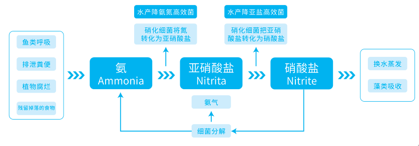 水产养殖脱氮原理