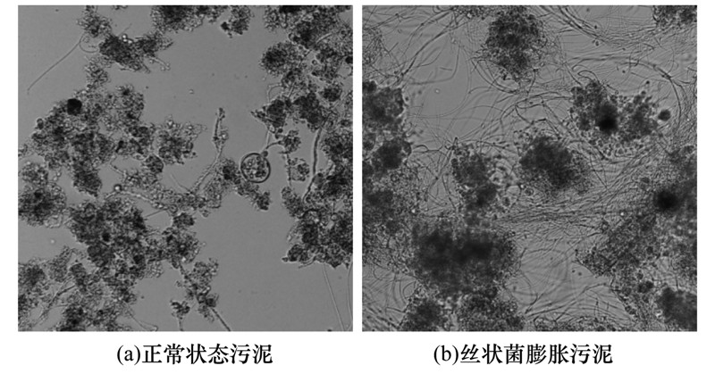 生化系统污泥丝状菌膨胀的原因